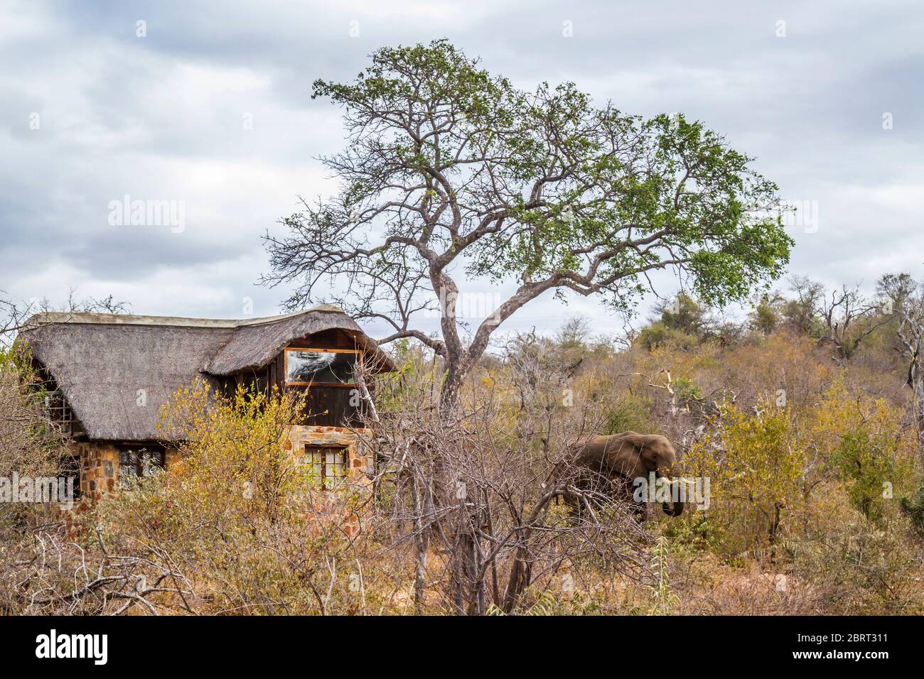 Afrikanischer Buschelefant in der Nähe von Haus in Safari Lodge im Kruger Nationalpark, Südafrika; specie Loxodonta africana Familie von Elephantidae Stockfoto