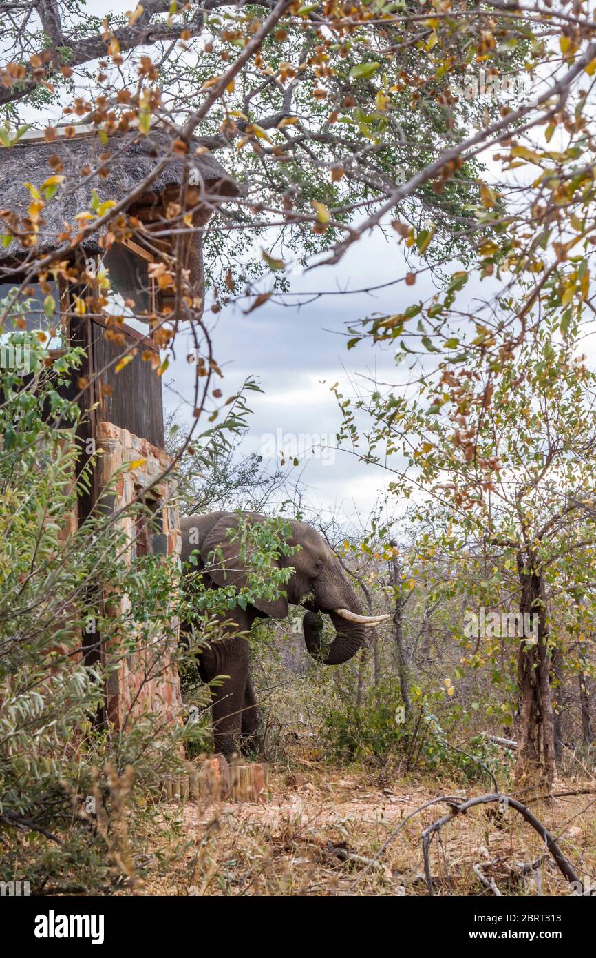 Afrikanischer Buschelefant in der Nähe von Haus in Safari Lodge im Kruger Nationalpark, Südafrika; specie Loxodonta africana Familie von Elephantidae Stockfoto