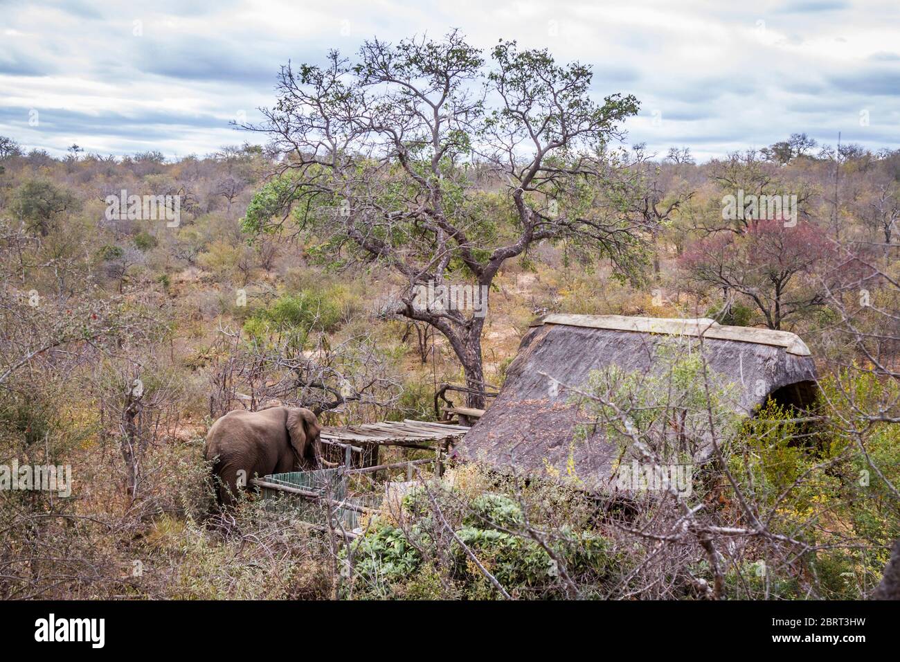 Afrikanische Busch Elefant zu Fuß in der Nähe Savanne Haus in Kruger Nationalpark, Südafrika; specie Loxodonta africana Familie von Elephantidae Stockfoto
