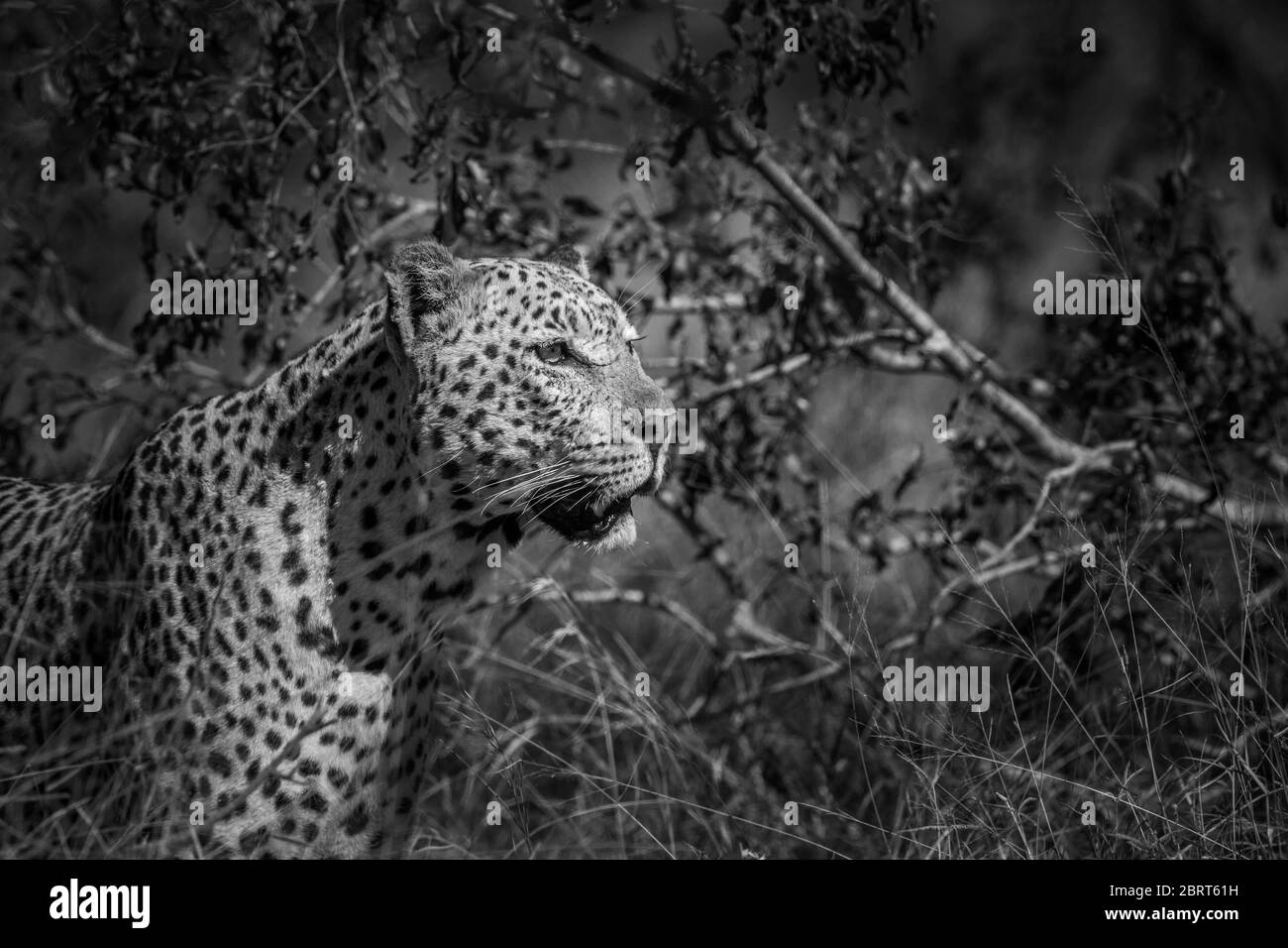 Leopard-Porträt in natürlichen Hintergrund in Kruger Nationalpark isoliert, Südafrika ; specie Panthera pardus Familie von Felidae Stockfoto