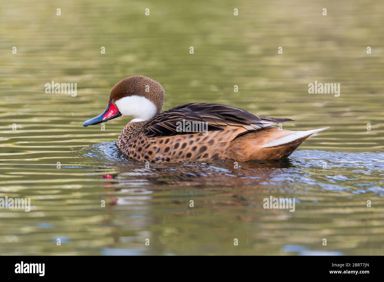 Seitenansicht Schwimmen natürlichen bahama Pintail (anas bahamensis) in grünem Wasser Stockfoto