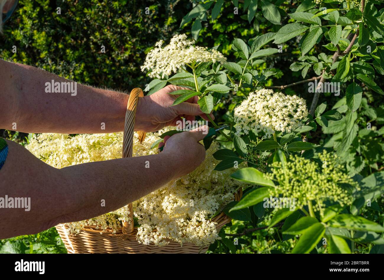 Aus dem Holunderbusch werden frische Holunderblüten mit Gartenscheren ...