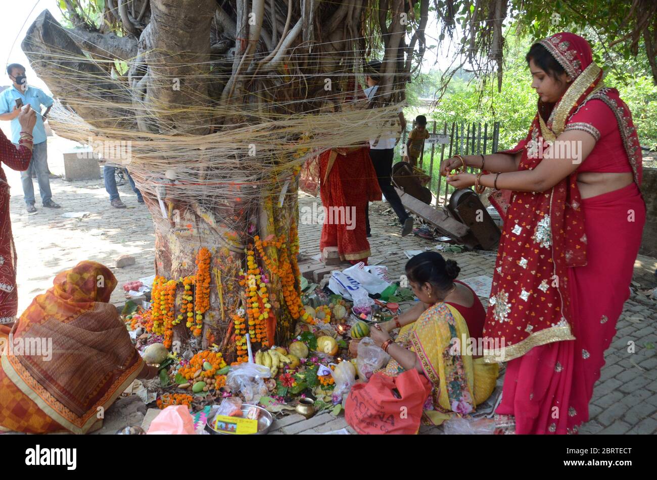 Prayagraj, Uttar Pradesh, Indien. Mai 2020. Prayagraj: Frau führt Rituale auf einem "Banyan" Baum anlässlich der "VAT Savitri Puja", während der laufenden COVID-19 landesweiten Sperre, in Ranchi, Freitag, 22. Mai 2020. MwSt. Savitri Vrat wird von allen verheirateten Frauen für das Wohlbefinden und das lange Leben ihres Mannes beobachtet. Kredit: Prabhat Kumar Verma/ZUMA Wire/Alamy Live News Stockfoto