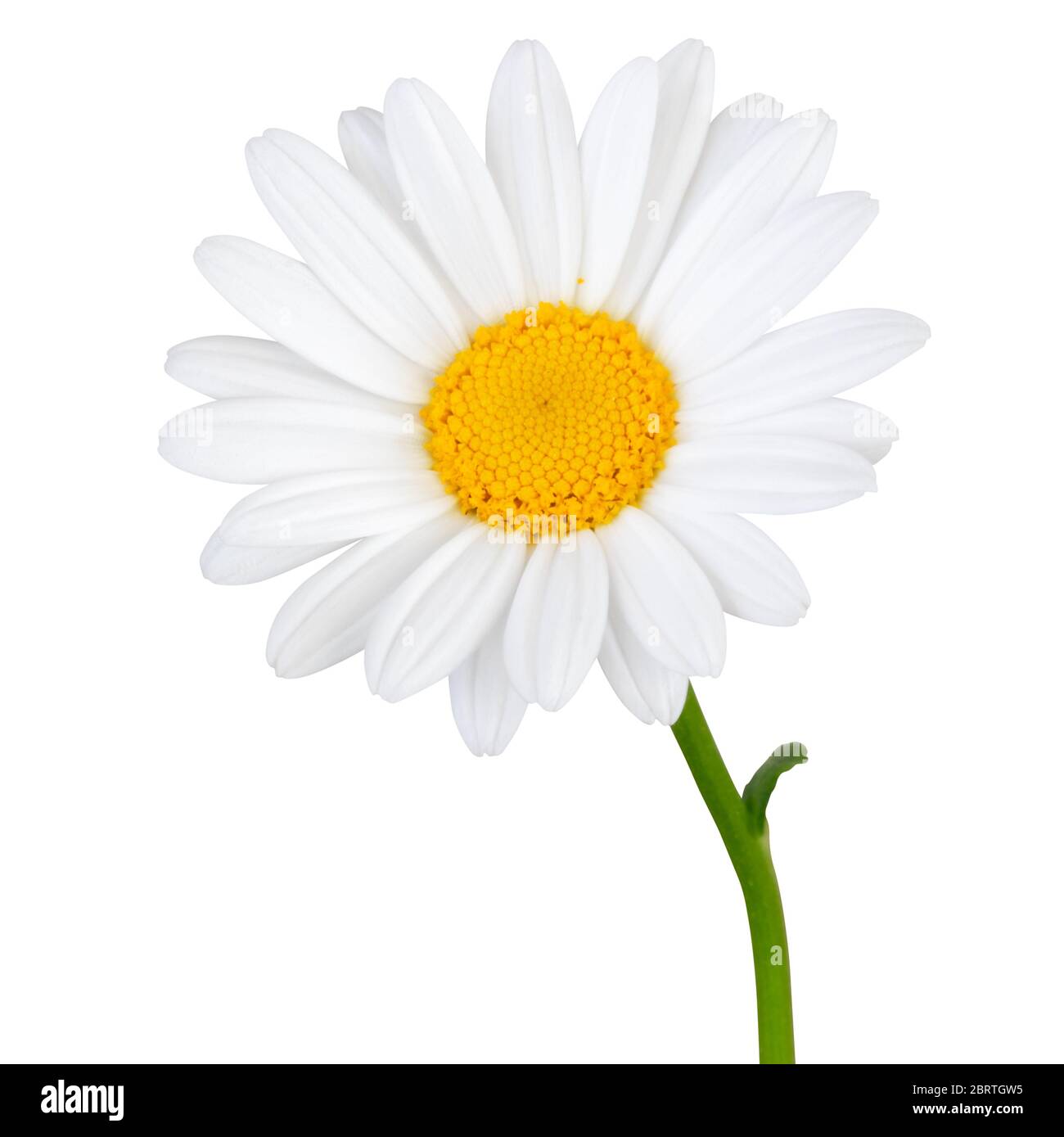 Schöne weiße Gänseblümchen (Marguerite) in Seitenansicht, isoliert auf weißem Hintergrund inklusive Clipping-Pfad. Deutschland Stockfoto