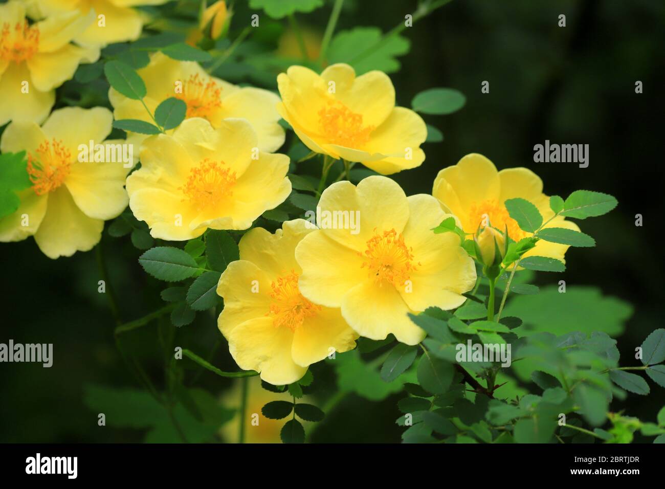 Im Frühjahr blühten auf dem Busch schöne gelbe Blüten. Blühende Baumumschlossung im Sommer. Garten Zierpflanzen für den Landschaftsbau Stockfoto