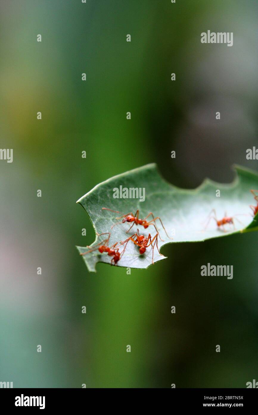 Ameisen, die Blätter essen Stockfoto