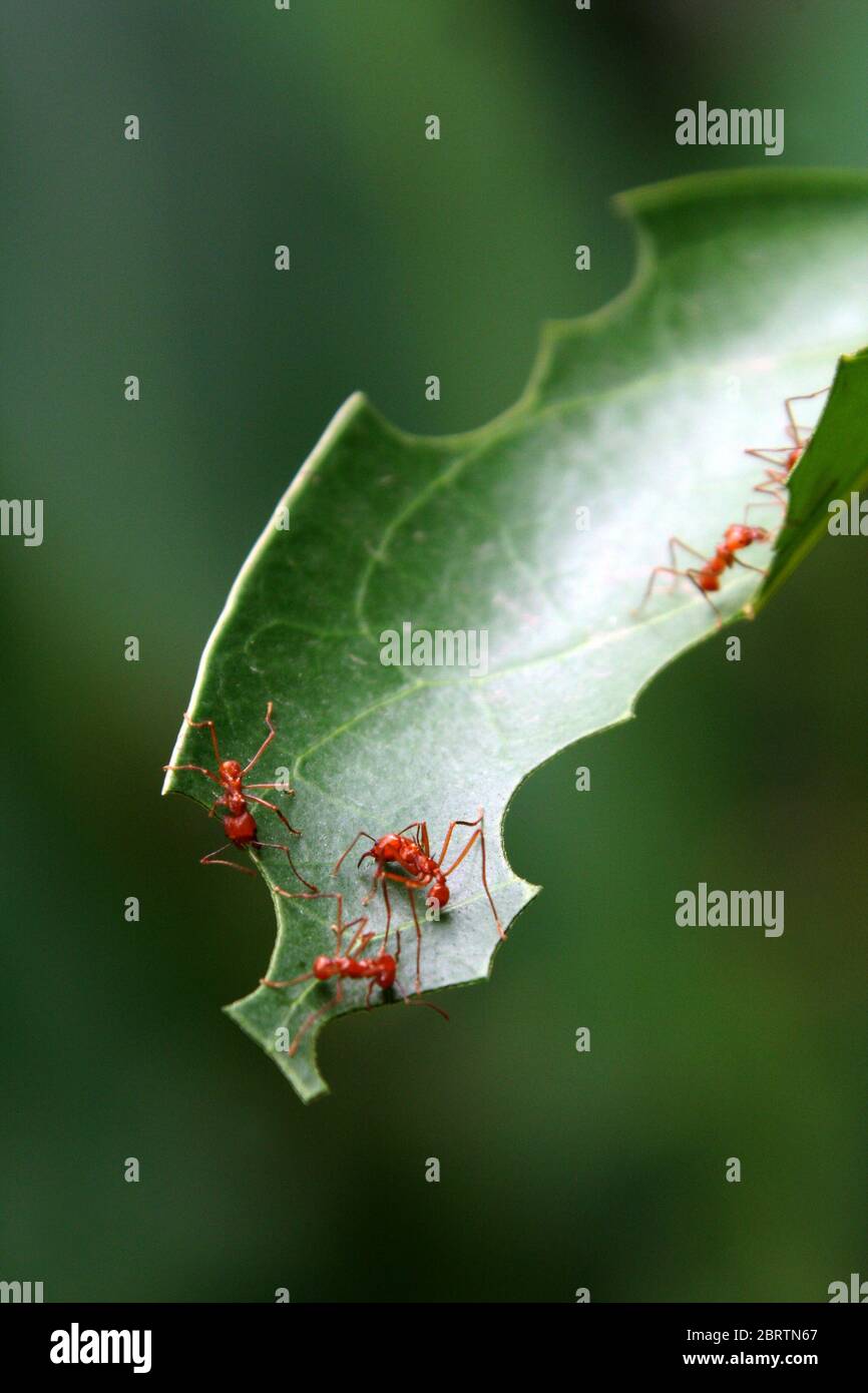 Ameisen, die Blätter essen Stockfoto