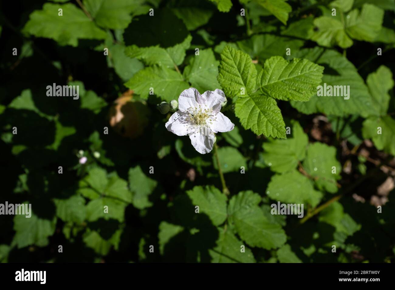 Eine einzige Blume der europäischen Brombeere - Rubus fruticosus, weiße Blume kontrastierend scharf mit dunkelgrünem Hintergrund, Frankreich Stockfoto