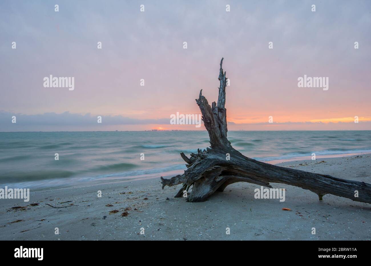 Toter Baum am Strand in Sanibel Island Florida Stockfoto