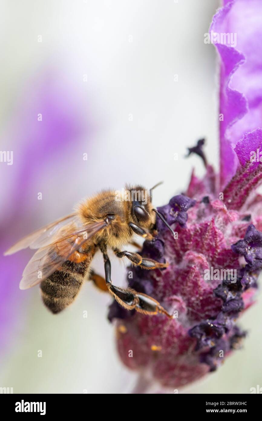 Biene auf Lavandula (Lavendel) stoechas 'Papillon' Stockfoto