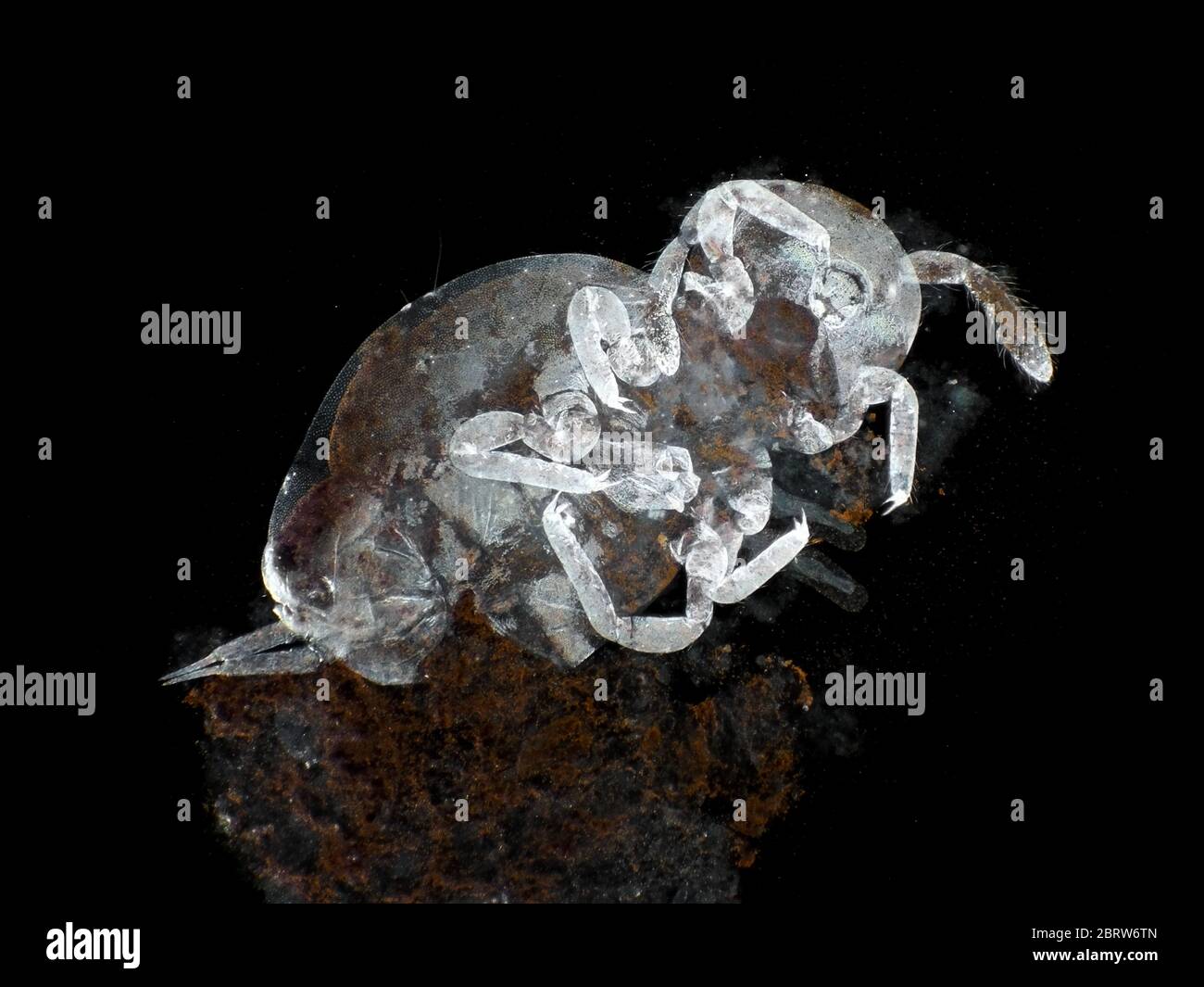 Abgestorbene Kolbola (Springtail) in einer Probe von schmutzigem Wasser im Freien, Dunkelfeld-Mikrografik Stockfoto
