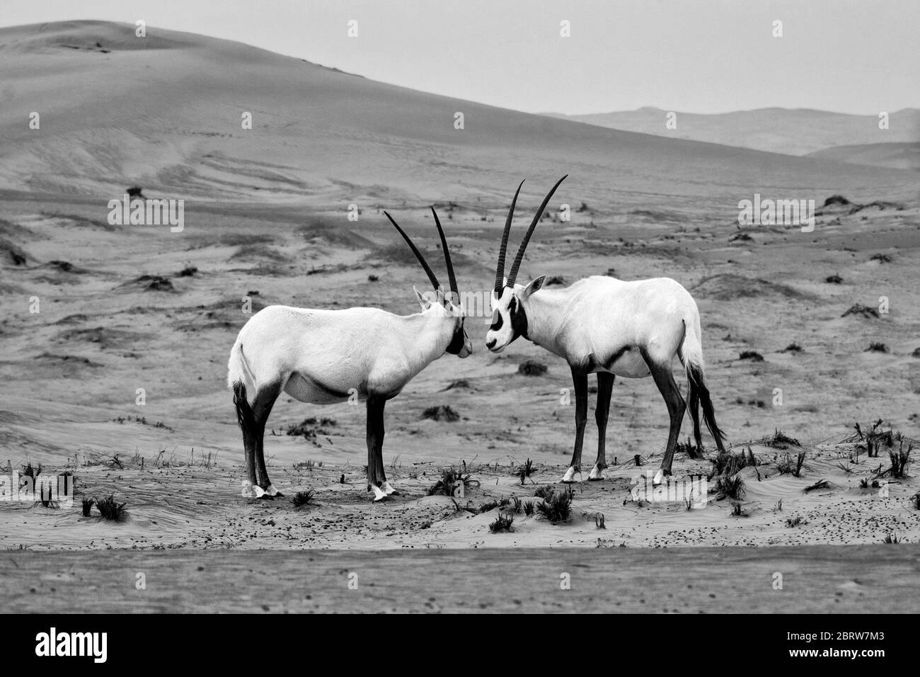 dubai Lifestyle und Tierwelt Stockfoto