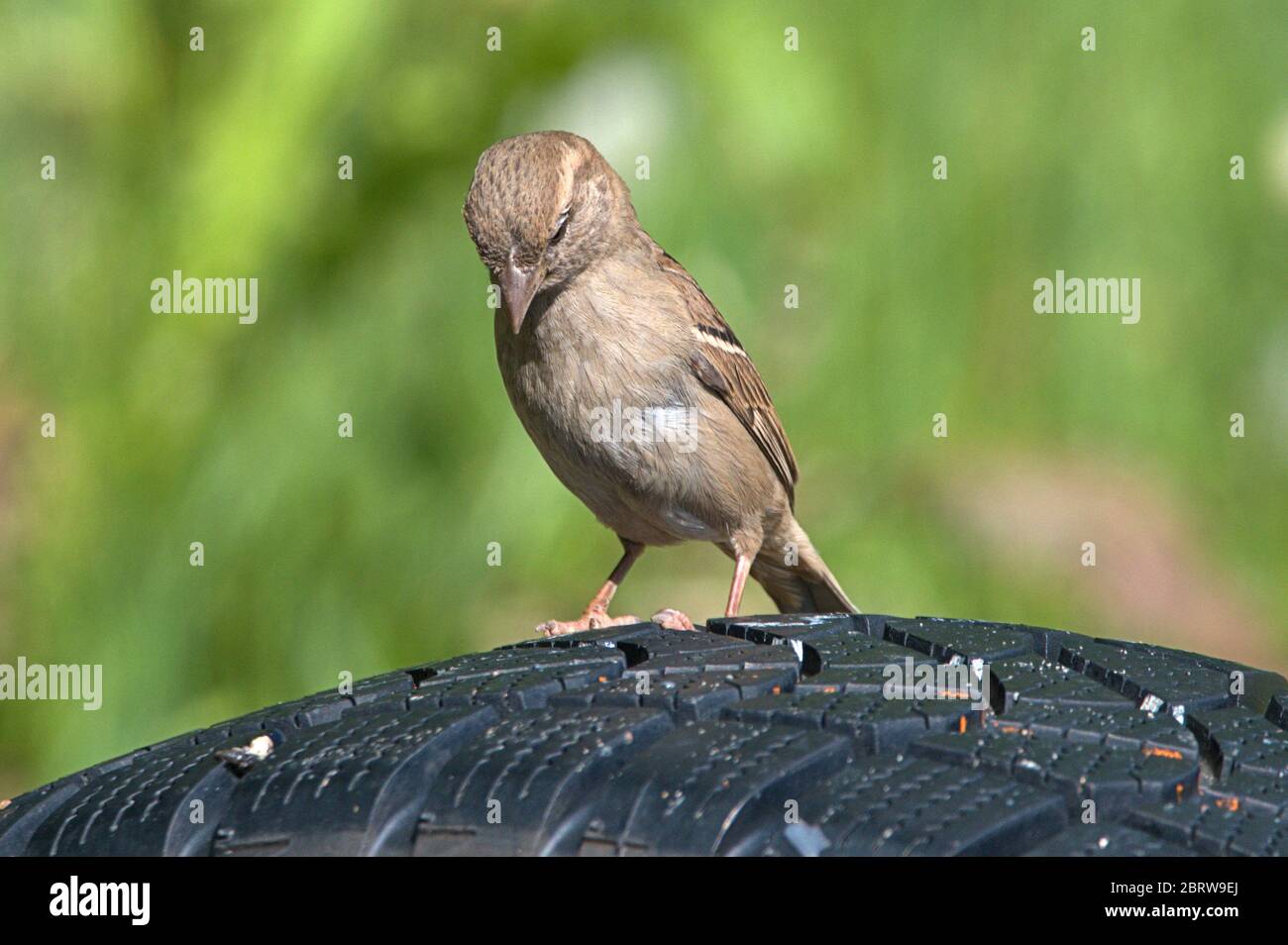 Schleswig, Deutschland. Mai 2020. 19.05.2020, Schleswig, ein weiblicher Haussperling (Passer domesticus) sitzt auf einem alten Autoreifen. Ordnung: Sperling (Passeriformes), Unterordnung: Singvogel (Passeri), Superfamilie: Passeroidea, Familie: Sperling (Passeridae), Gattung: Passer, Arten: Sperling weltweit einsetzbar Quelle: dpa/Alamy Live News Stockfoto