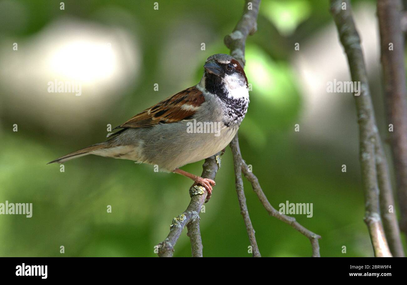 Schleswig, Deutschland. Mai 2020. 19.05.2020, Schleswig, ein männlicher Haussperling (Passer domesticus) steht auf einem Ast. Ordnung: Sperling (Passeriformes), Unterordnung: Singvogel (Passeri), Superfamilie: Passeroidea, Familie: Sperling (Passeridae), Gattung: Passer, Arten: Sperling weltweit einsetzbar Quelle: dpa/Alamy Live News Stockfoto