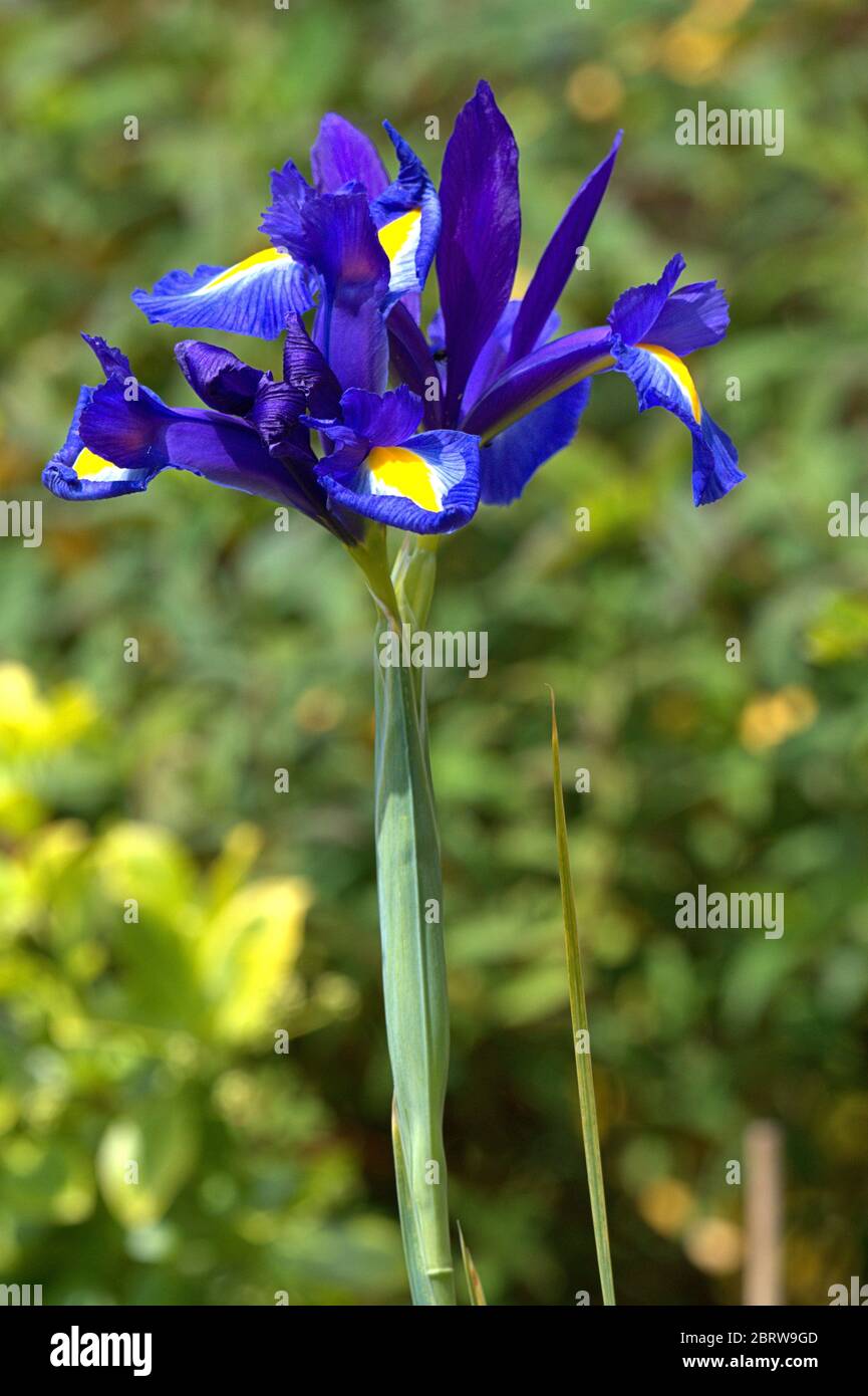 21. Mai 2020, Schleswig, Detail einer blühenden holländischen Iris (Iris × hollandica Hort.) Im Mai in einem Garten in Schleswig. Ordnung: Spargelartige (Asparagales), Familie: iris Wachs (Iridaceae), Gattung: iris (Iris), Art: Niederländische Iris Stockfoto