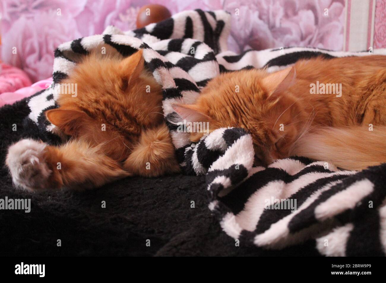 Zwei leuchtend orange Farbe flauschige Katzen süßen Schlaf, einander für wärmt zu umarmen Stockfoto