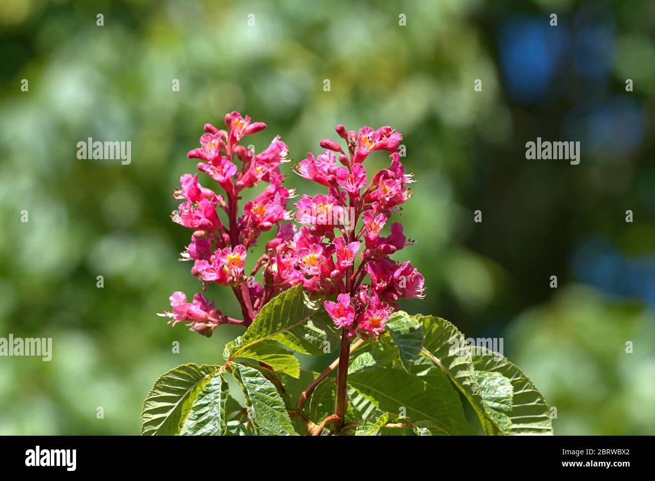 Schleswig, Deutschland. Mai 2020. 19.05.2020, Schleswig, die Blutung einer fleischroten Rosskastanie, ebenfalls rotblühende Rosskastanie, Purpurkastanie (Aesculus × carnea) im Garten des Rathauses in Schleswig. Eurosiden II, Ordnung: Seifenbaumartig (Sapindales), Familie: Seifenbaumwachse (Sapindaceae), Unterfamilie: Rosskastanienwachse (Hippocastanoideae), Gattung: Rosskastanien (Aesculus), Arten: Fleischrote Rosskastanie Verwendung weltweit Quelle: dpa/Alamy Live News Stockfoto