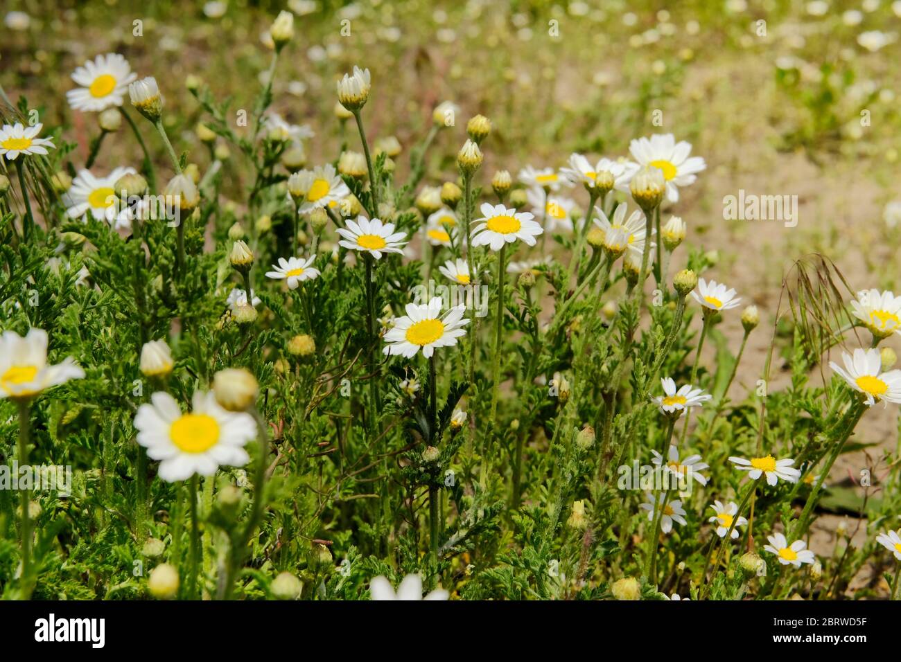Gänseblümchen in der Sommer-romantischen Wiese. Ochsengänse, Leucanthemum vulgare. Kamillenblüten mit weißen Blütenblättern. Viel Heilkraut. Stockfoto