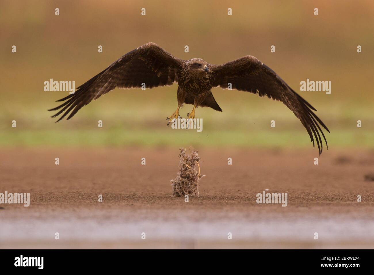 Schwarzer Drachen (Milvus migrans) im Flug fotografiert im Naturschutzgebiet ein Afek, Israel Stockfoto