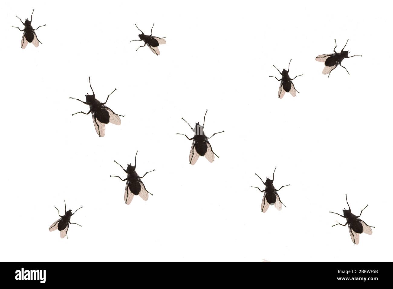 Fliegen isoliert auf weißem Hintergrund, abstraktes Muster mit Fliege. Schwarze Fliege Silhouette auf Weiß. Stockfoto