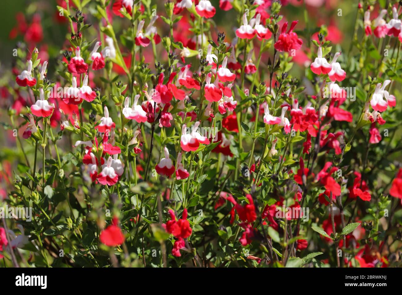 Rote und weiße Blüten von Salvia heißen Lippen, Salvia microphylla, wächst in der Frühlingssonne Stockfoto