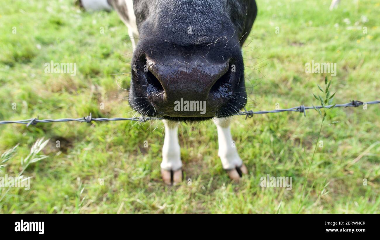 Die Nase der Kühe liegt auf Stacheldraht mit kleinen Hufen unten Stockfoto