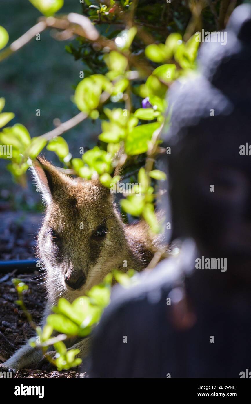 Allied Rock Wallaby in Townsville, Queensland, Sonnenbaden in einem Vorstadtgarten versteckt hinter einer Gartenstatue und von einem Strauch eingerahmt. Stockfoto