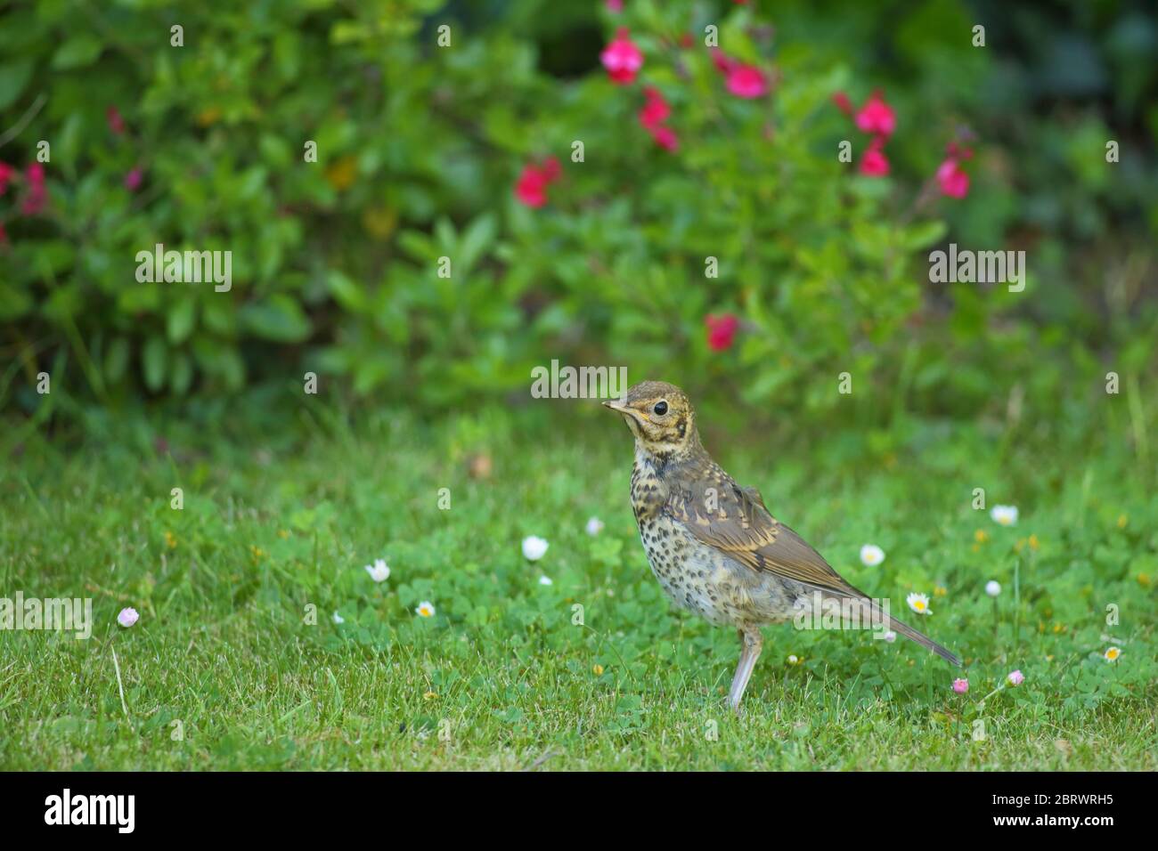 Singdrossel (Turdus philomelos) im Garten Stockfoto