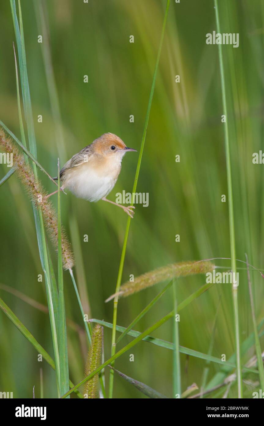 Eine australische Golden-headed Cisticola tun die Splits, wie er einem fliegenden Ameise für seinen Nachmittag Mahlzeit Fänge. Stockfoto