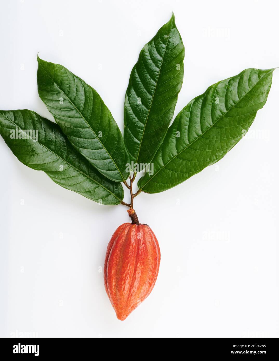 Orangefarbene Kakaoschote auf Baumzweig isoliert auf weißem Hintergrund Stockfoto