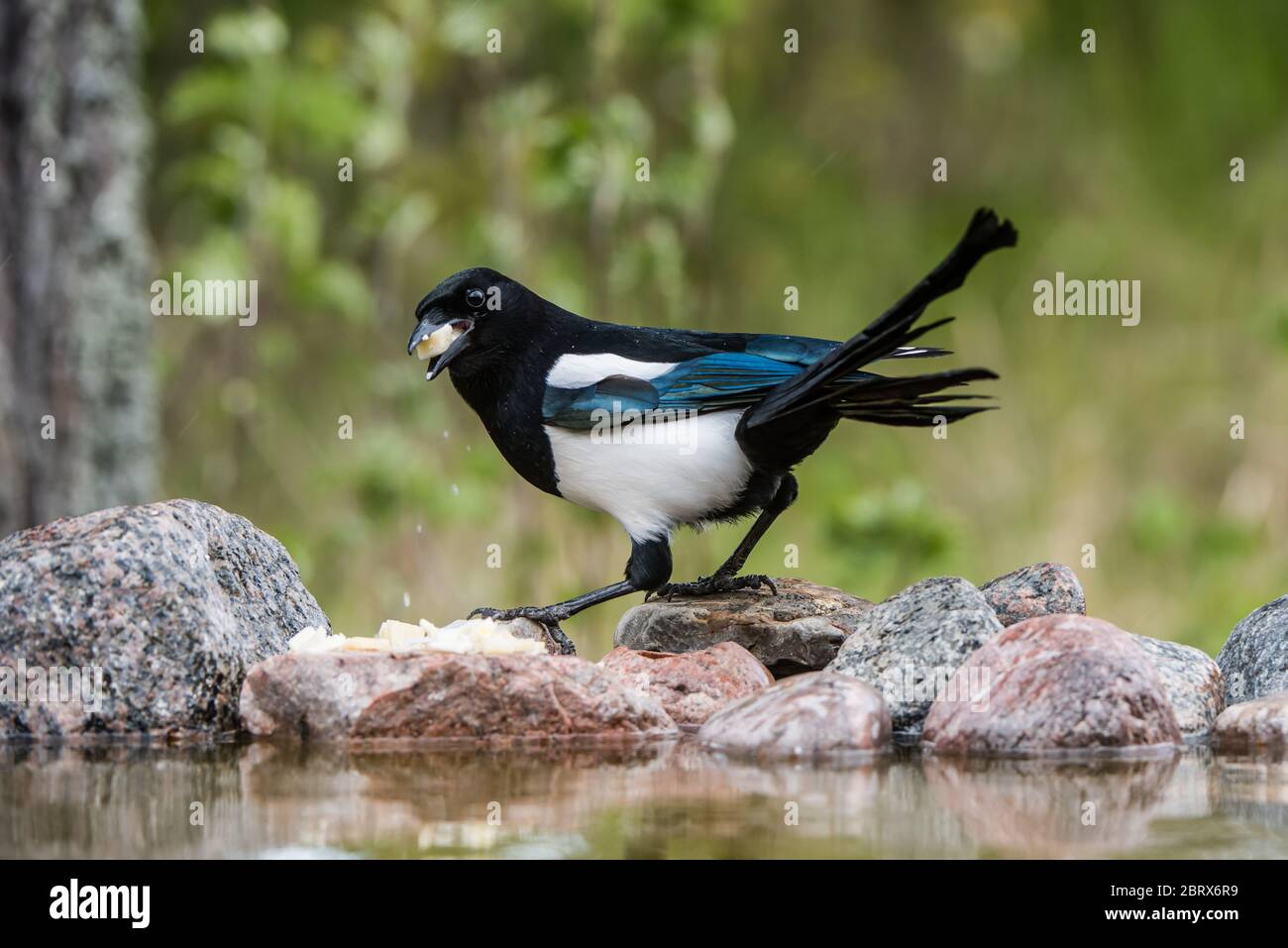Elster (Pica Pica) auf ihrer Jagd nach Nahrung für die Nestlinge, hier essen Käse auf den Felsen am Teich Stockfoto