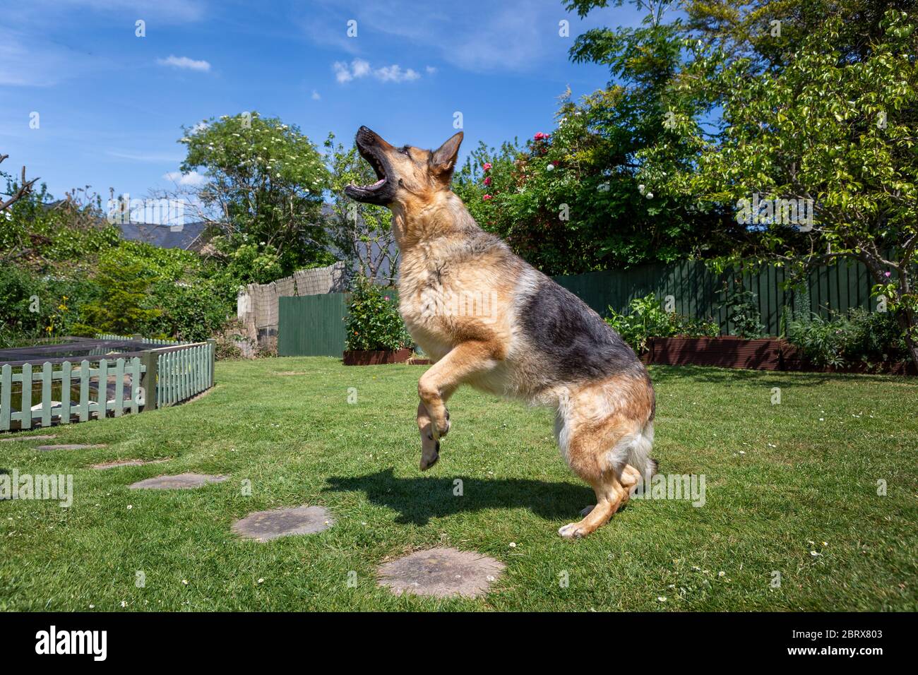 Deutscher Schäferhund Elsässer springen, um einen Ball zu fangen Stockfoto