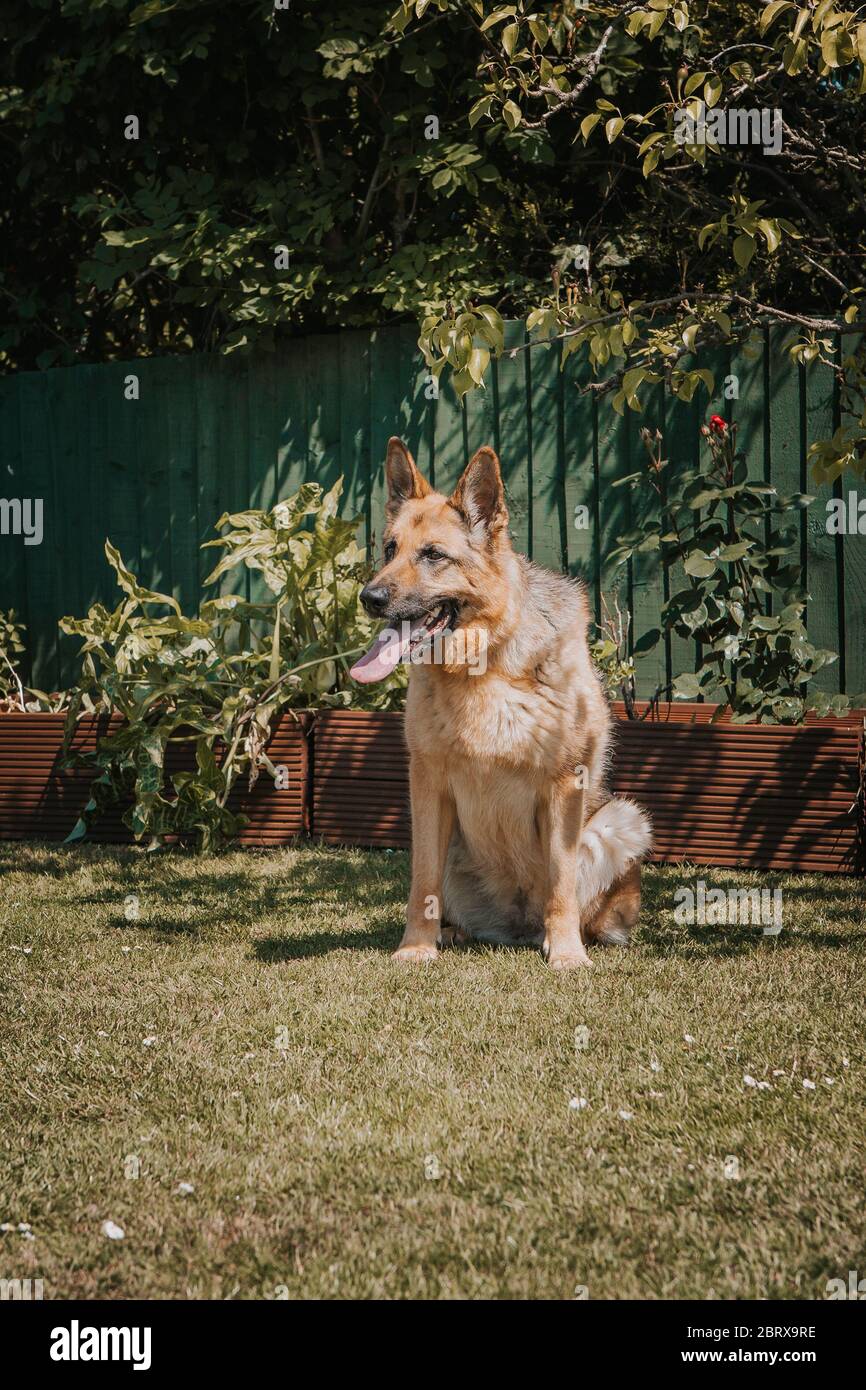 Spielerisch Schäferhund Elsässer spielen im Garten Stockfoto
