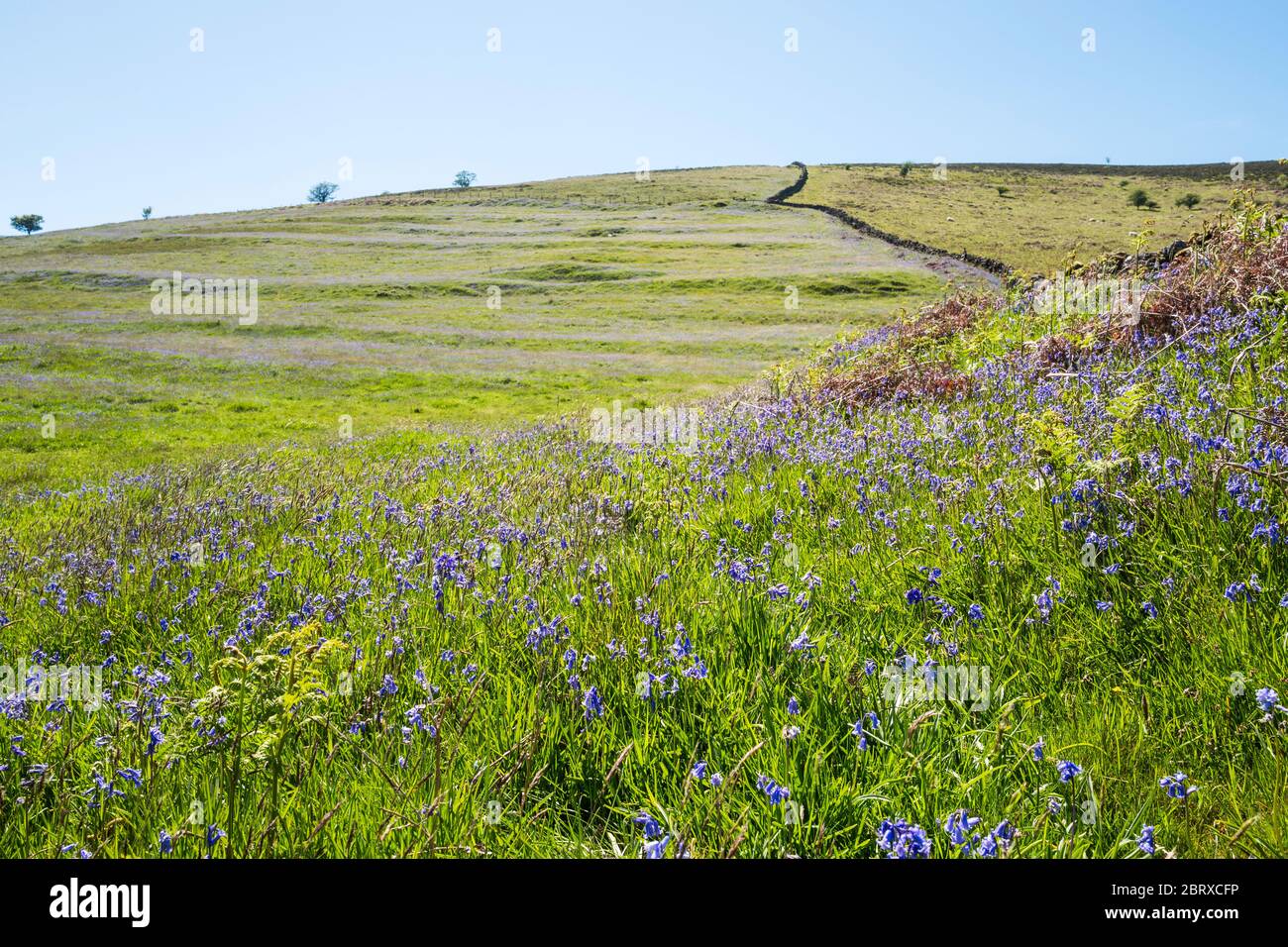 Frühlingsblurellen betonen die Linien des mittelalterlichen Feldsystems Streifen Lynchstränge auf dem Hügel bei Challacombe Farm, Dartmoor National Park, Devon, Großbritannien. Stockfoto