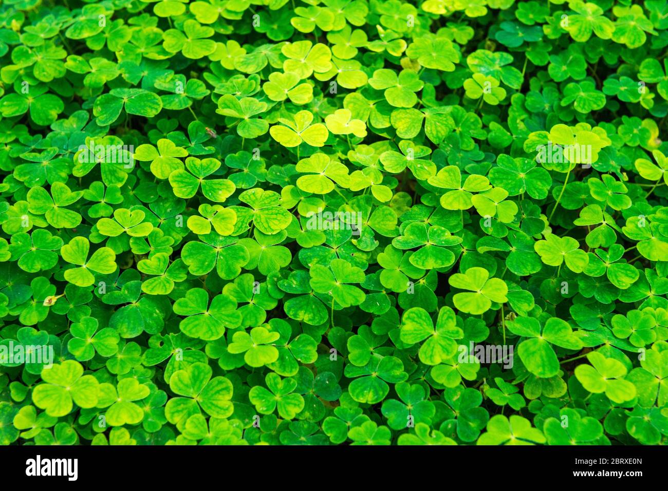Waldsorrel (Oxalis acetosella) wächst in der Nähe des East Okement River, im Dartmoor National Park, Devon, England, Großbritannien. Stockfoto