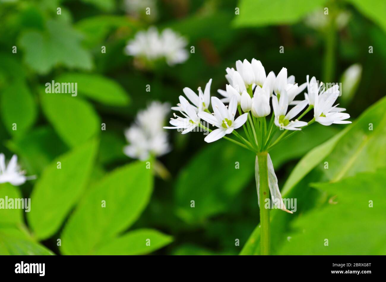 Weißes Ramson Blumen Feld. Blühende Ramson Wiese. Blühende Bärlauch Pflanzen  im Wald Stockfotografie - Alamy