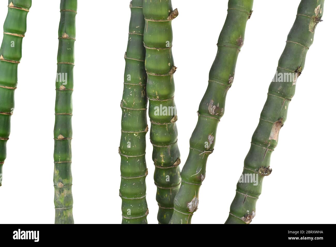 Zweige der Bambus isoliert auf weißem Hintergrund. Stockfoto