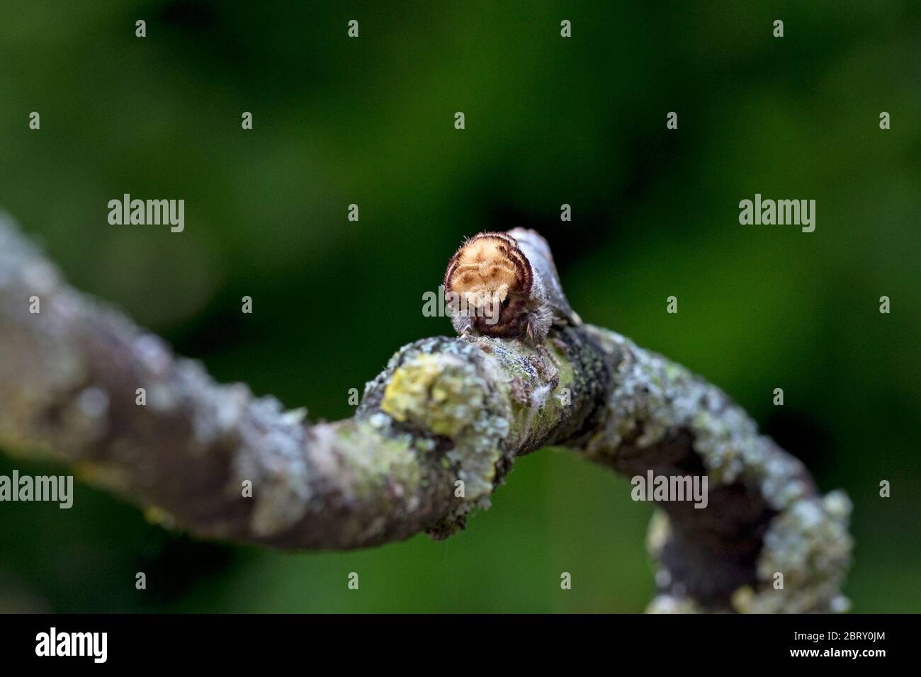 Buff-Tip (Phalera Bucephala) Stockfoto