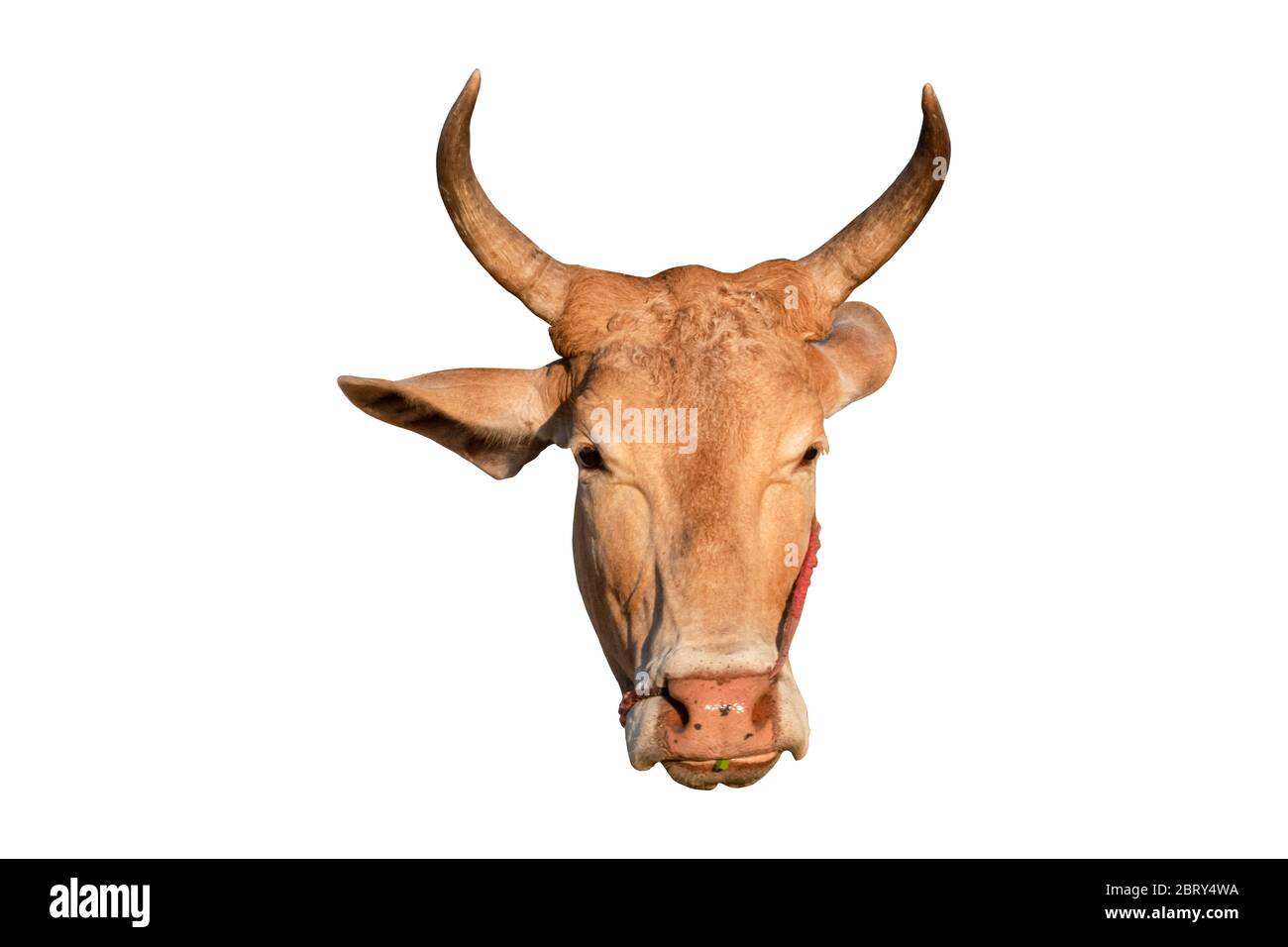 Nahaufnahme des Kuhkopfes mit Horn isoliert einen weißen Hintergrund. Objekt mit Beschneidungspfad. Stockfoto