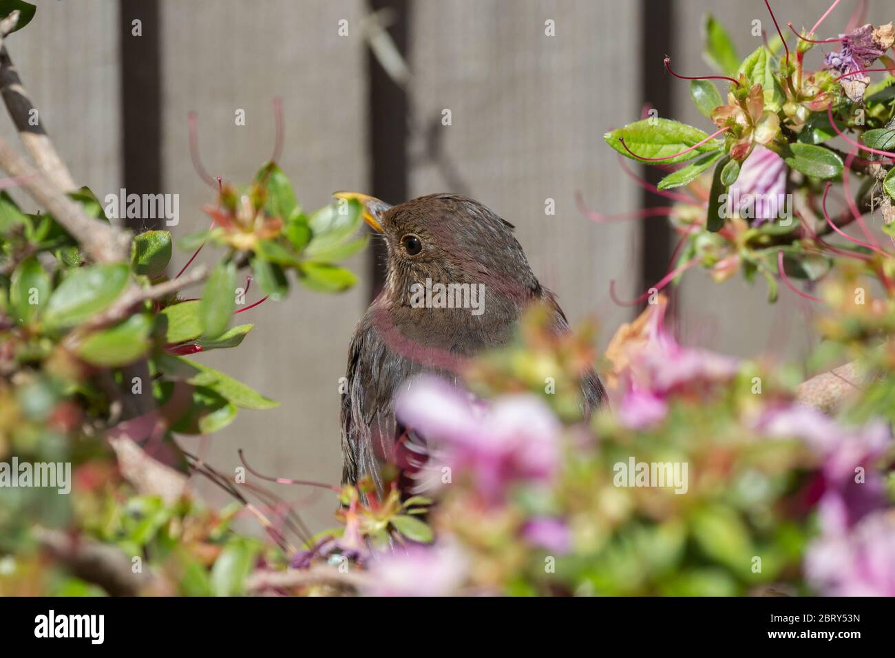 Blackbird. Turdus merula (Turdidae) ruht in einer eingetopften blauen donau Azalea in einem Garten Northampton, England, Großbritannien. Stockfoto