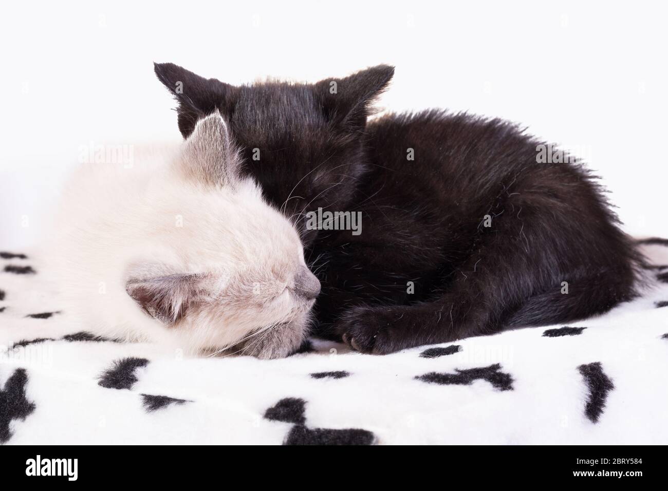 Zwei Kätzchen schlafen fest, zusammengedrängt. Stockfoto