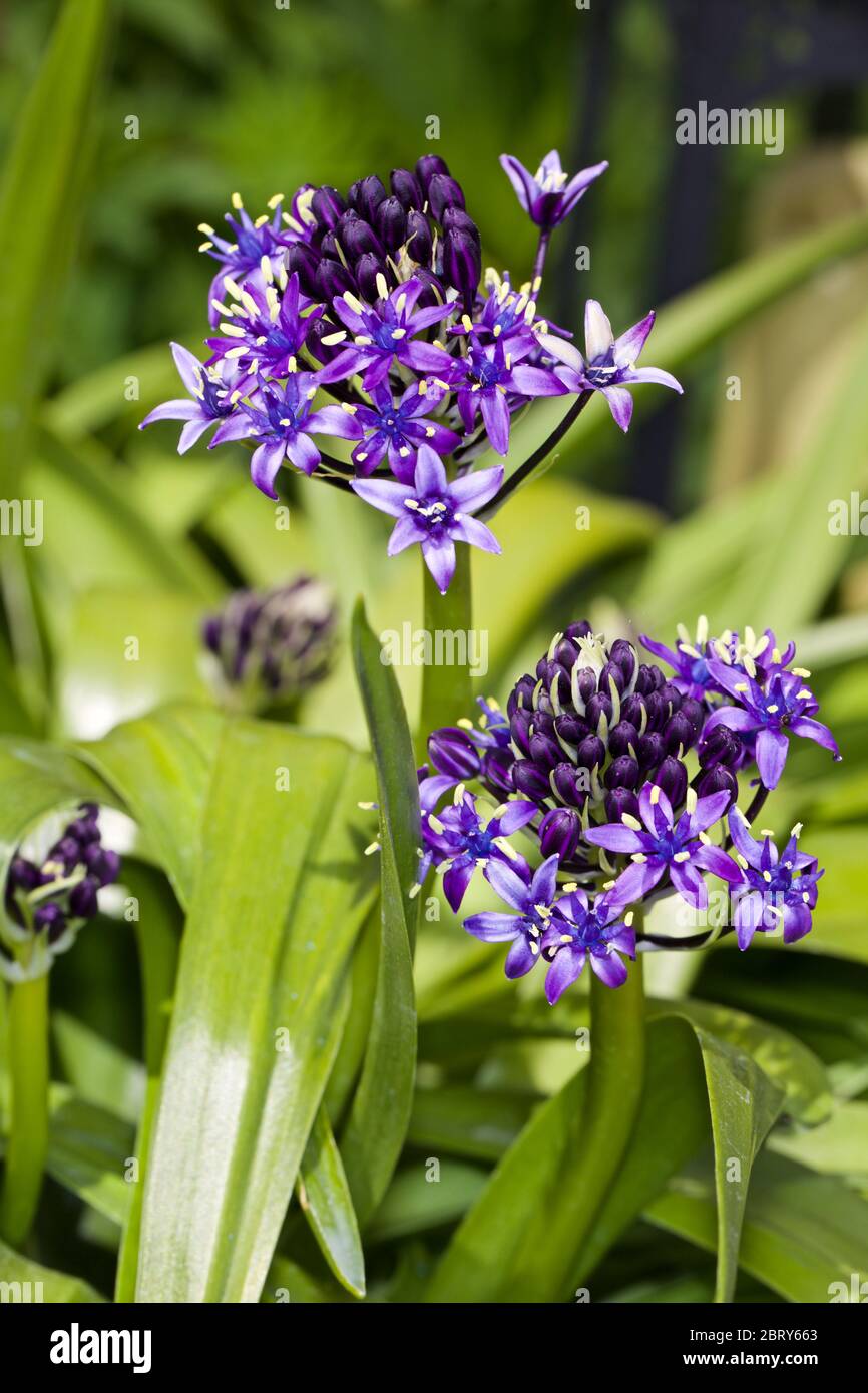 Scilla'S Karibische Juwelen apphire Blau' Stockfoto