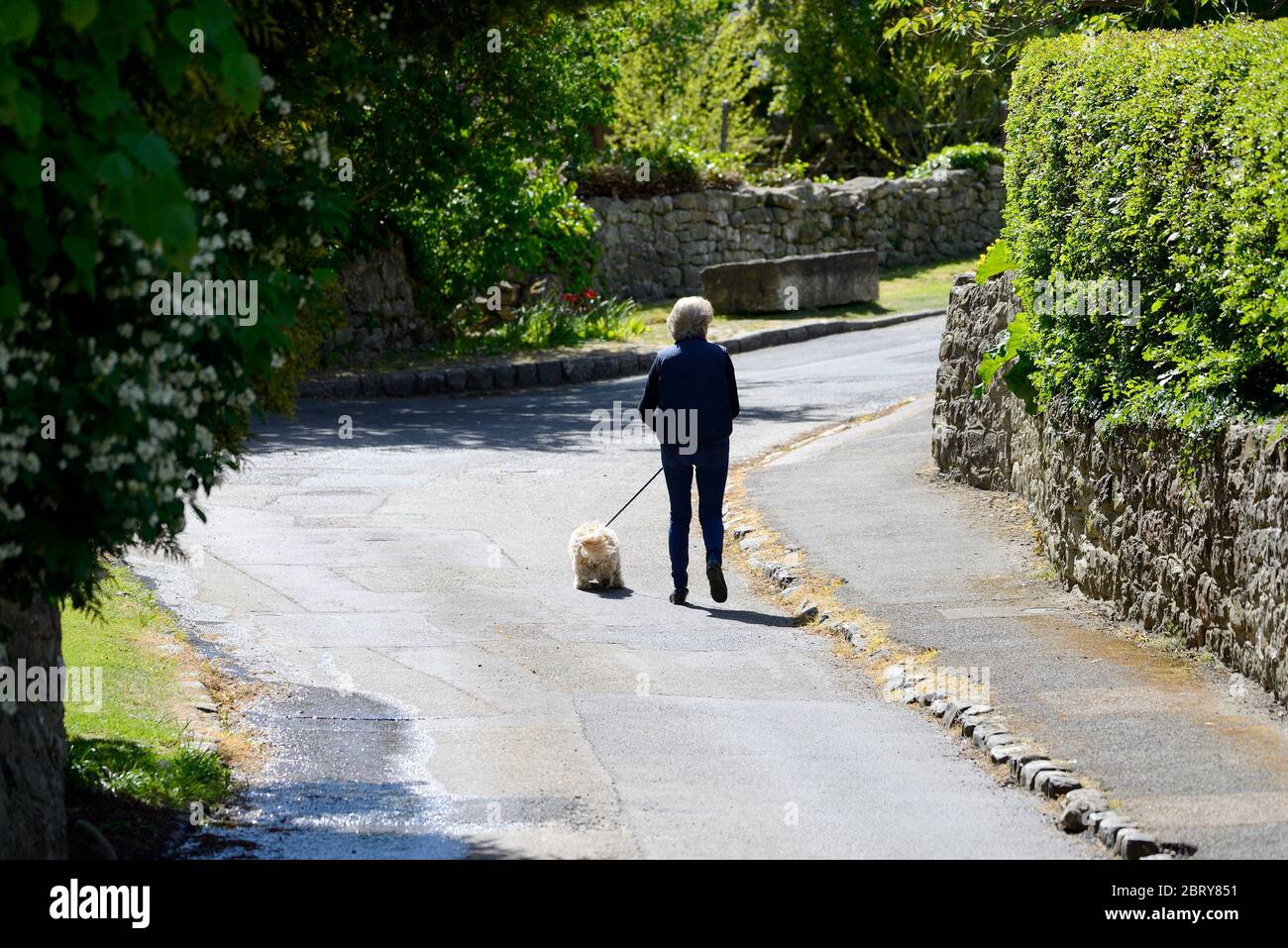 Loose Village, Kent, Großbritannien. Ältere Frau, die ihren Hund zum Spaziergang mitnimmt Stockfoto