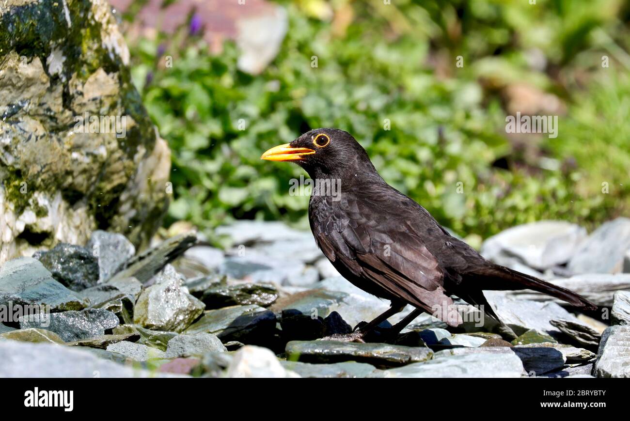 Blackbird ‘Turdus merula’ Stockfoto