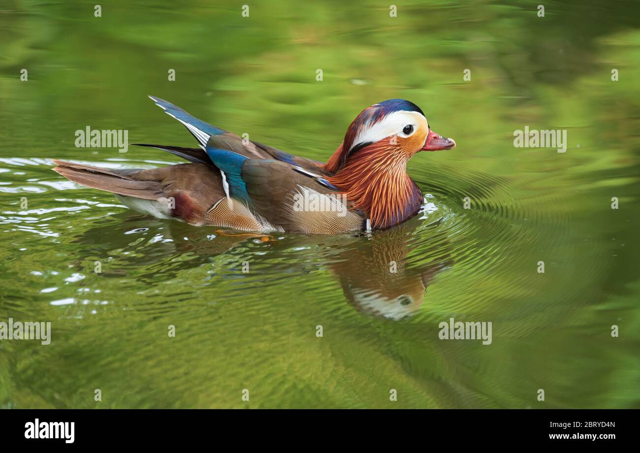 Nahaufnahme einer Mandarin-Ente, die in einem See schwimmt und einen schönen grünen Hintergrund widerspiegelt. Stockfoto