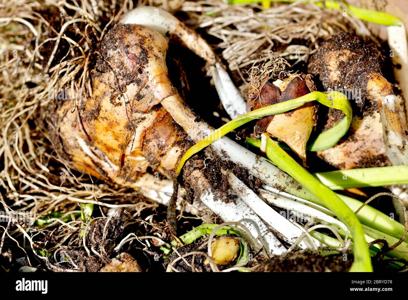 Tulpenzwiebeln Stockfoto