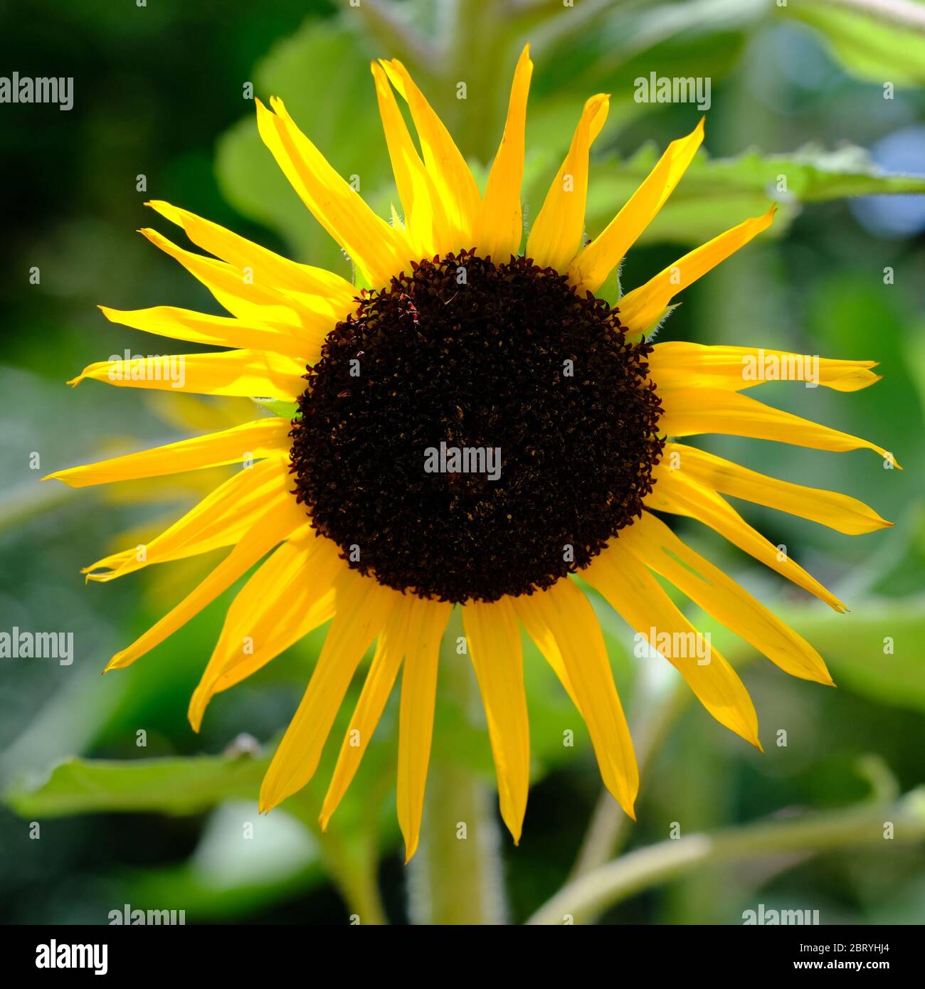 Kathmandu Nepal - Garten der Träume Gelbe Sonnenblume Helianthus annuus Stockfoto