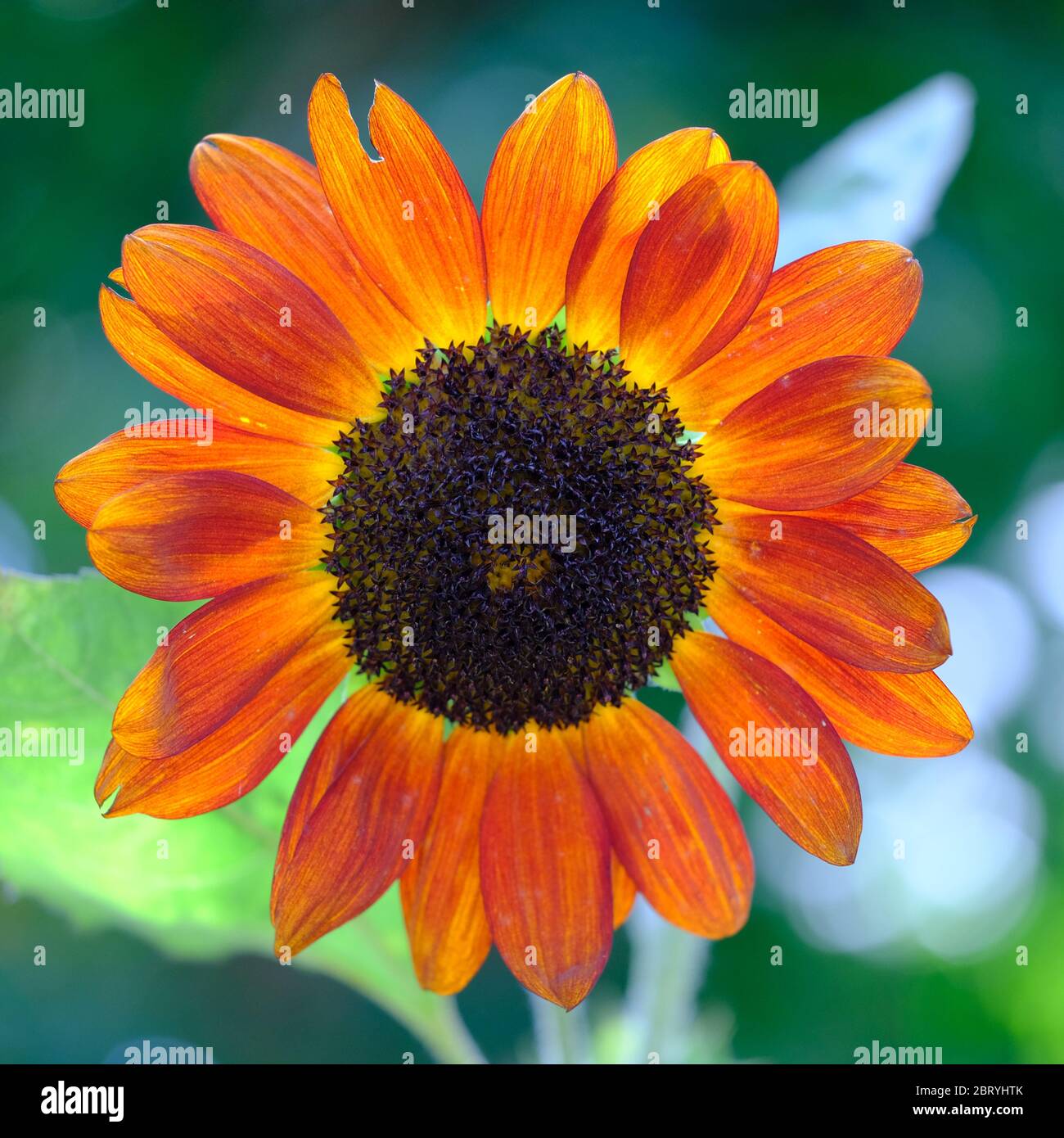 Kathmandu Nepal- Garten der Träume Orange Sonnenblume Helianthus annuus Stockfoto