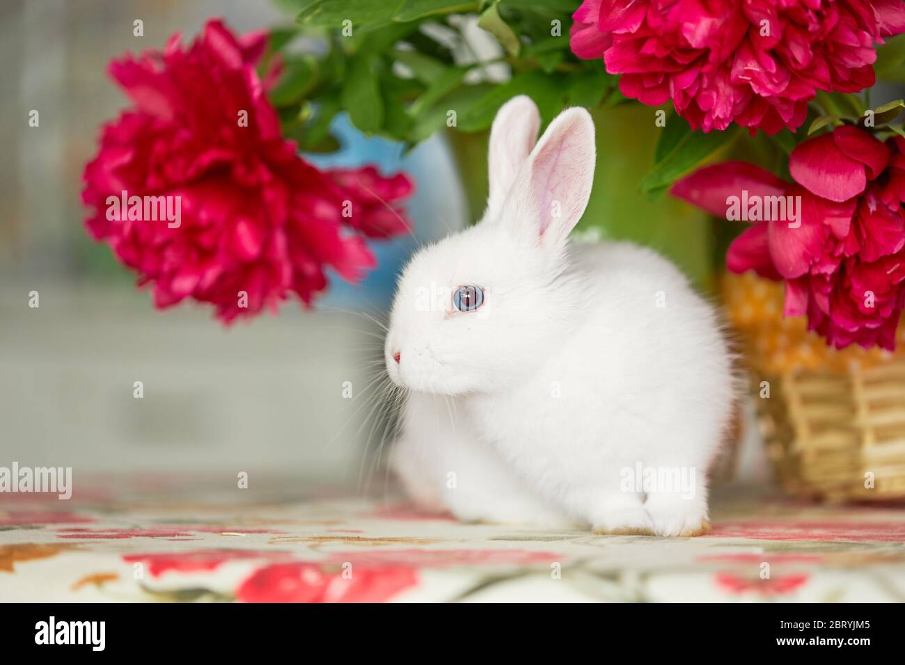 Kleines niedliches weißes Kaninchen im Korb mit Frühlingsblumen Stockfoto
