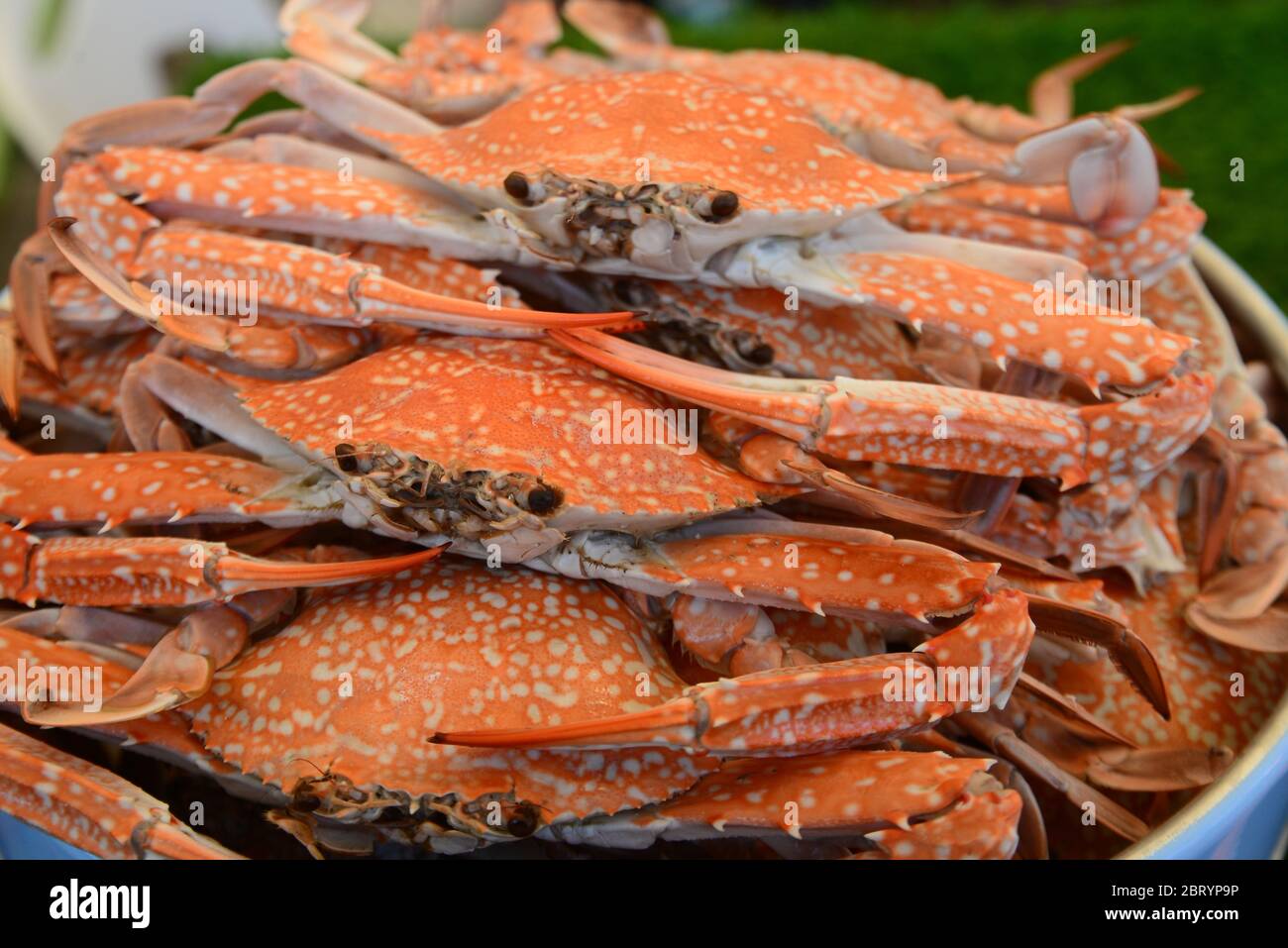 Gorup Gedämpfte Blaue Krabben Stockfoto